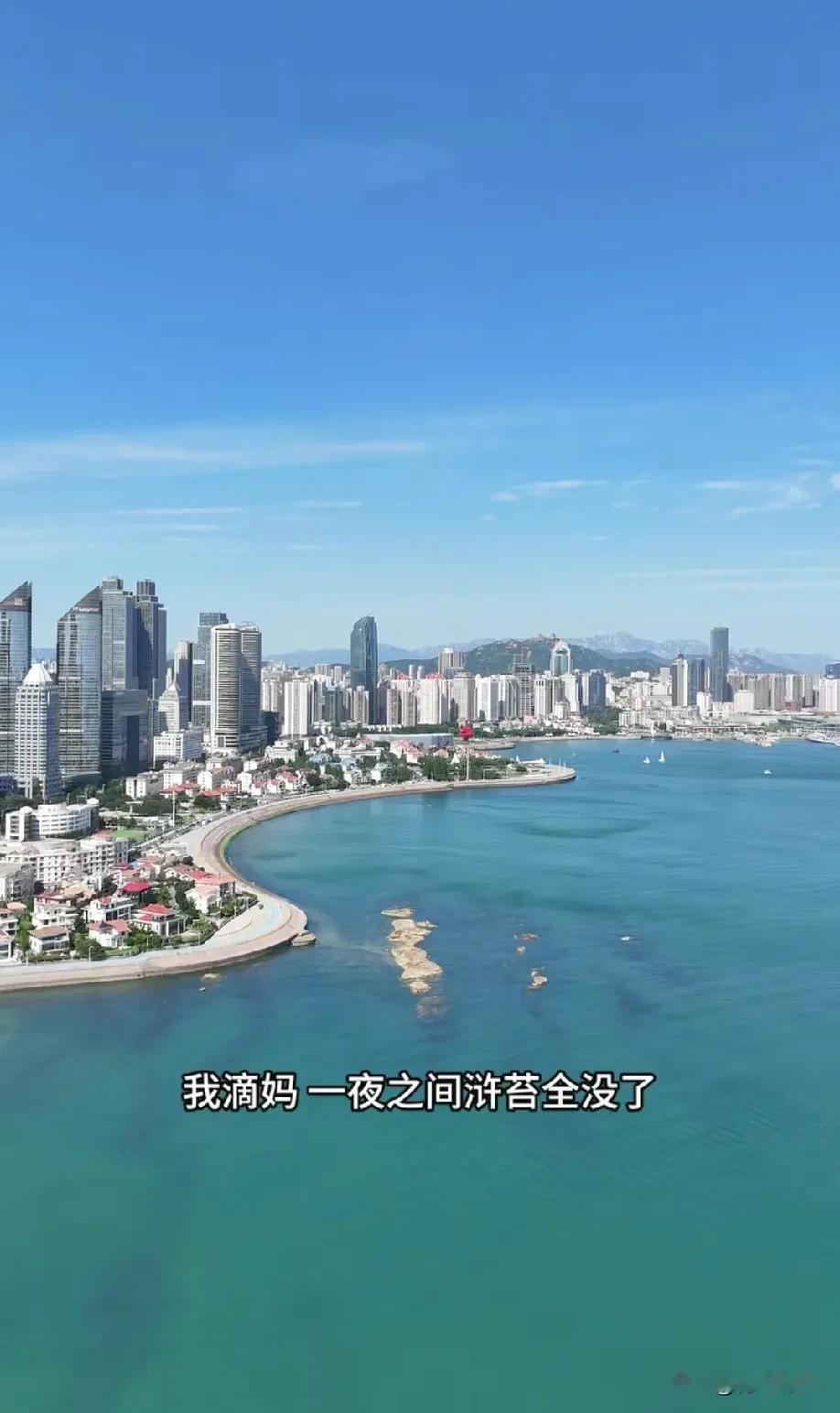 青岛速度！一夜之间，浒苔全没了！碧海蓝天又回来了！就在前几天，网上还有很多人