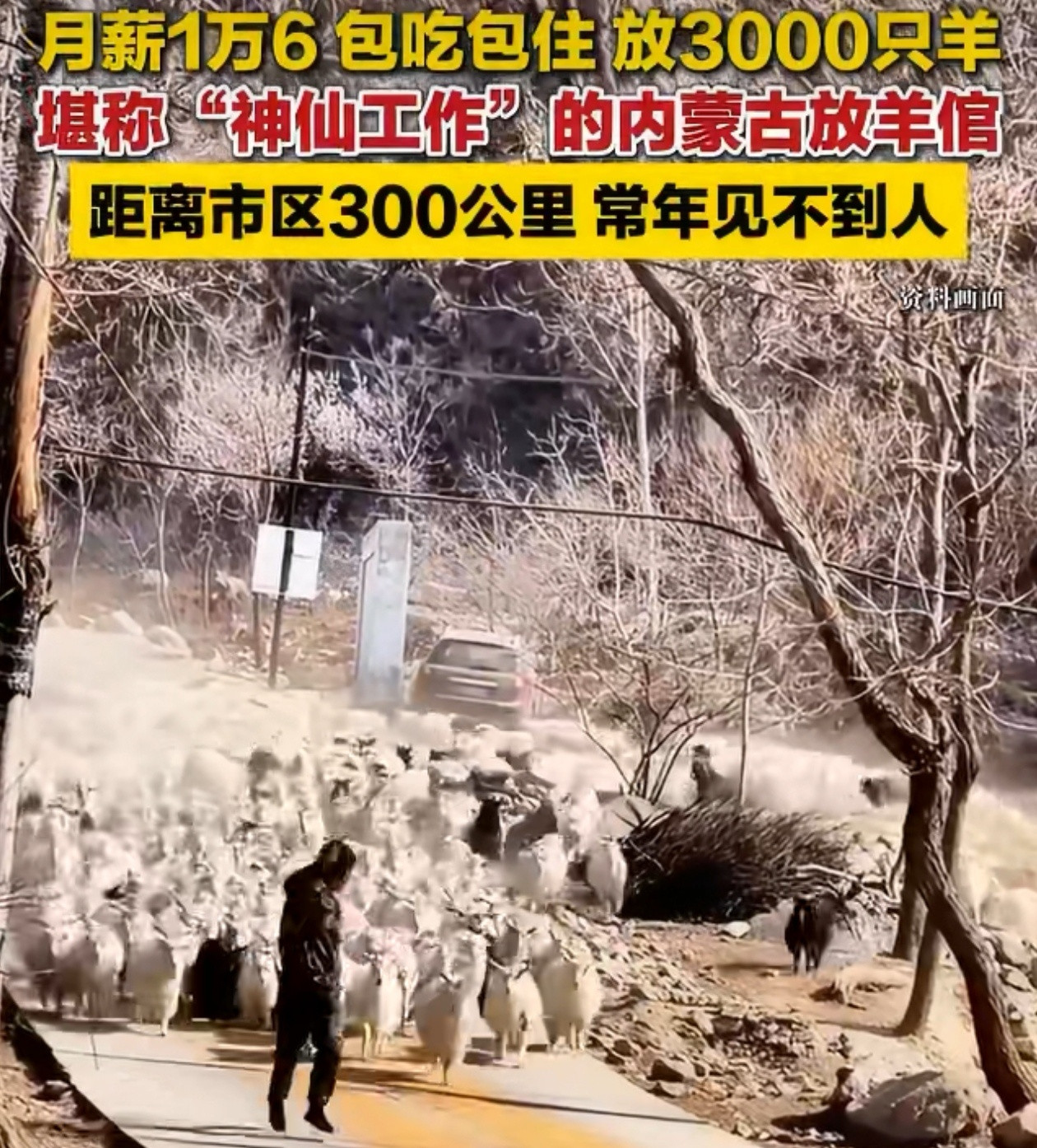 近日，内蒙古一牧场夫妻放羊岗年薪约20万，负责看管近3000只羊、零基础可快速上