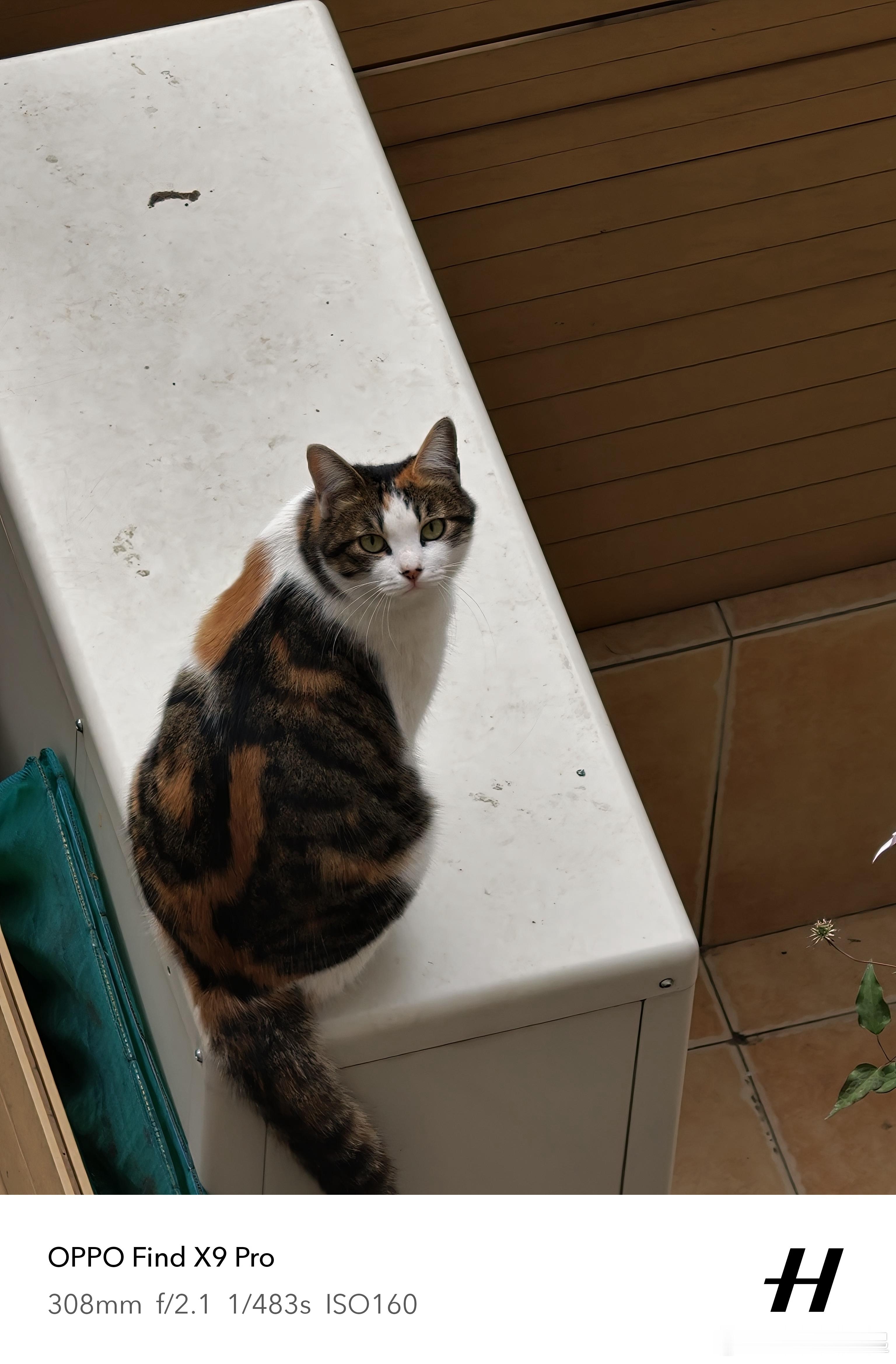 猫的直觉这么厉害么，远远的就知道我在拍它了