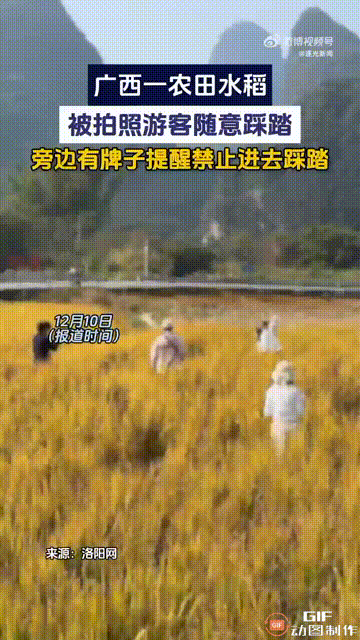 一群最爱美的人，干出了最丢人的事！广西有一位农户种了不少水稻，因为这批水稻种