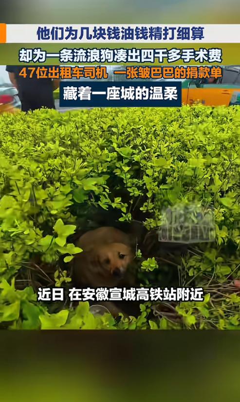 “太感人了！”近日，安徽宣城，一流浪狗不幸遭遇车祸，造成三处骨折，瘫在路边无法动