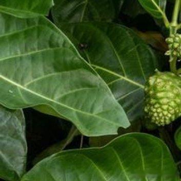 种植🌲杜仲树移栽的方法1、移栽前准备移栽前要对整个植株先进行一番打理，要把整