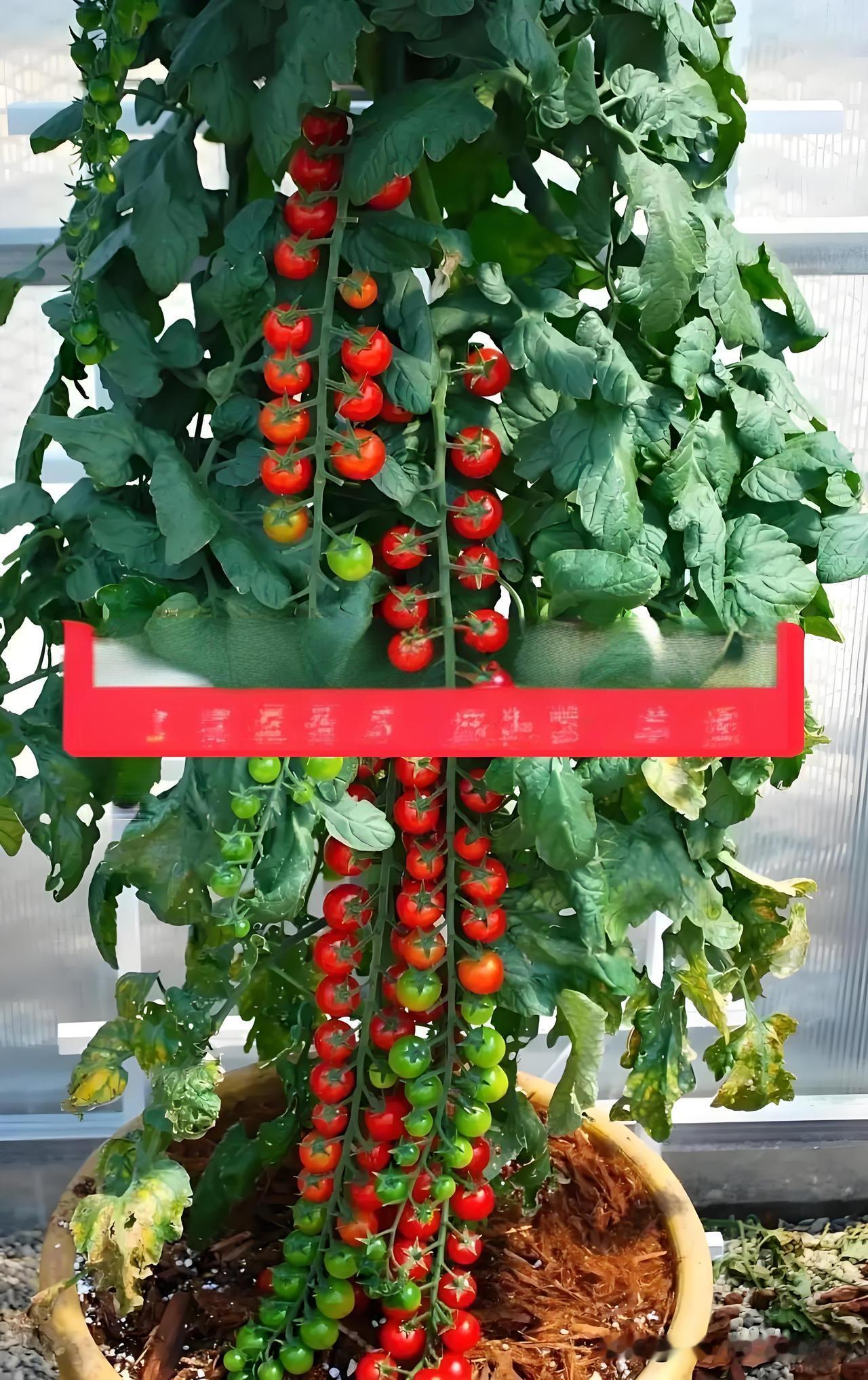 菜友抓紧收藏！西红柿27种常见病害一次认全，对照防治不踩坑今天给大家把西红柿
