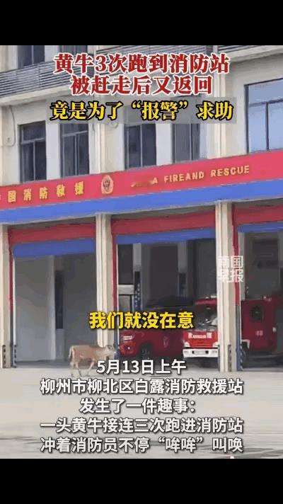 成精了！黄牛三次闯消防站上门求救，只为营救落难同伴广西柳州，一头黄牛跑到消