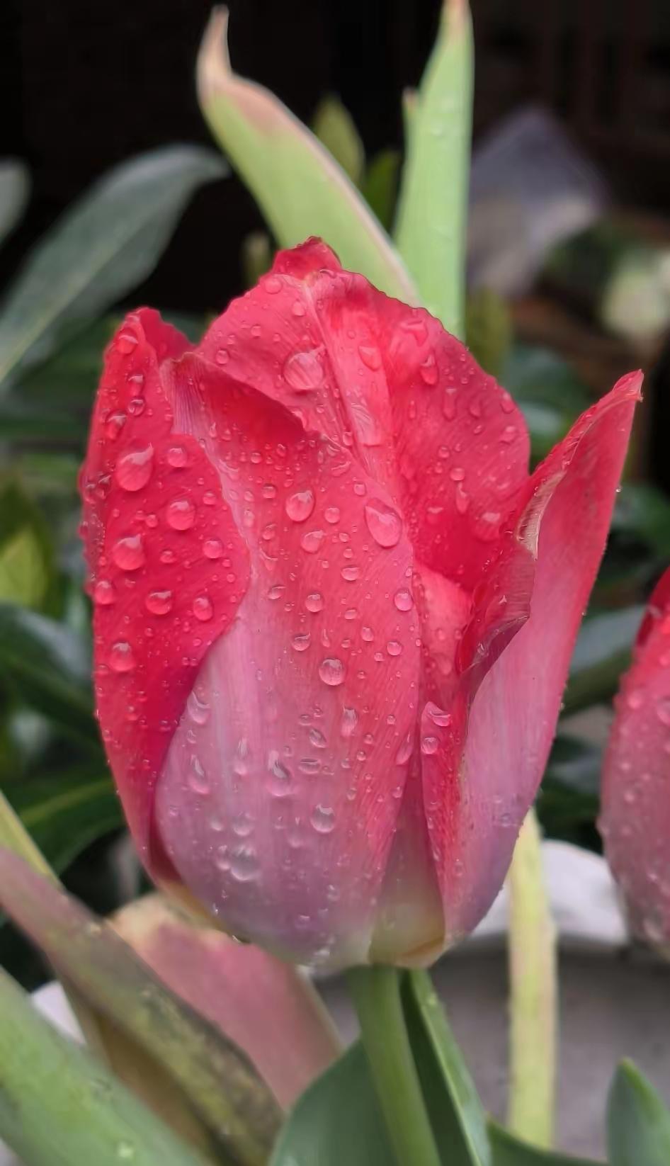 在爱情的世界里，学会懂你世人总爱把“我爱你”挂在嘴边，以为浓烈的告白、炽热