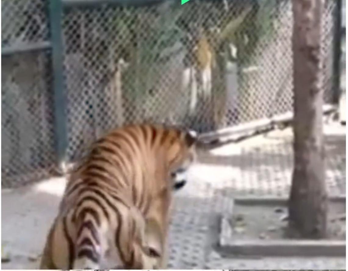 一周内暴毙72虎！泰国“百虎围村”悲剧，凶手竟是我们熟知的“犬瘟”？近日，一