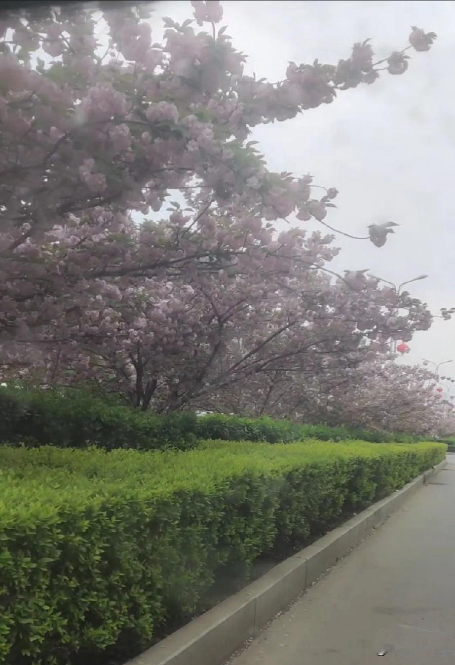 凭栏远眺，小区里、马路两侧的樱花正到了极致。花瓣密密地铺了一地，像是下了一场薄雪