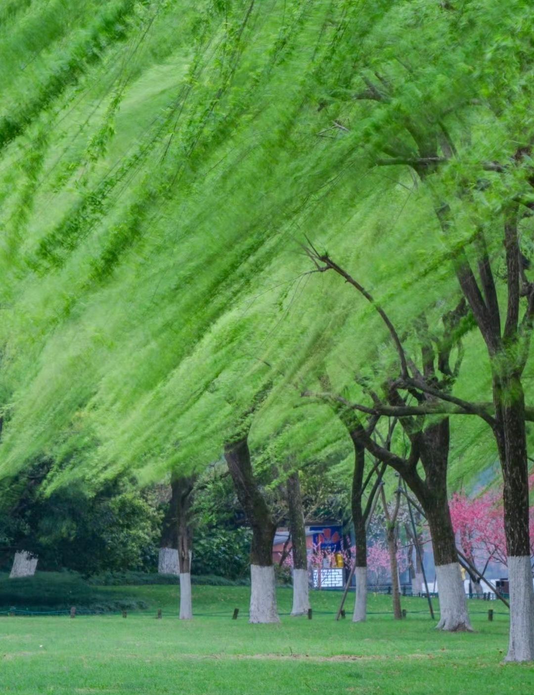 “岁岁年年，共占春风…”​​​美图