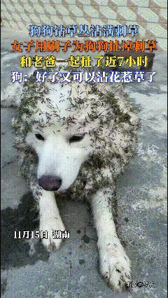 养萨摩的快乐，一半是天使颜值，一半是闯祸后的心梗暴击！湖南这只“