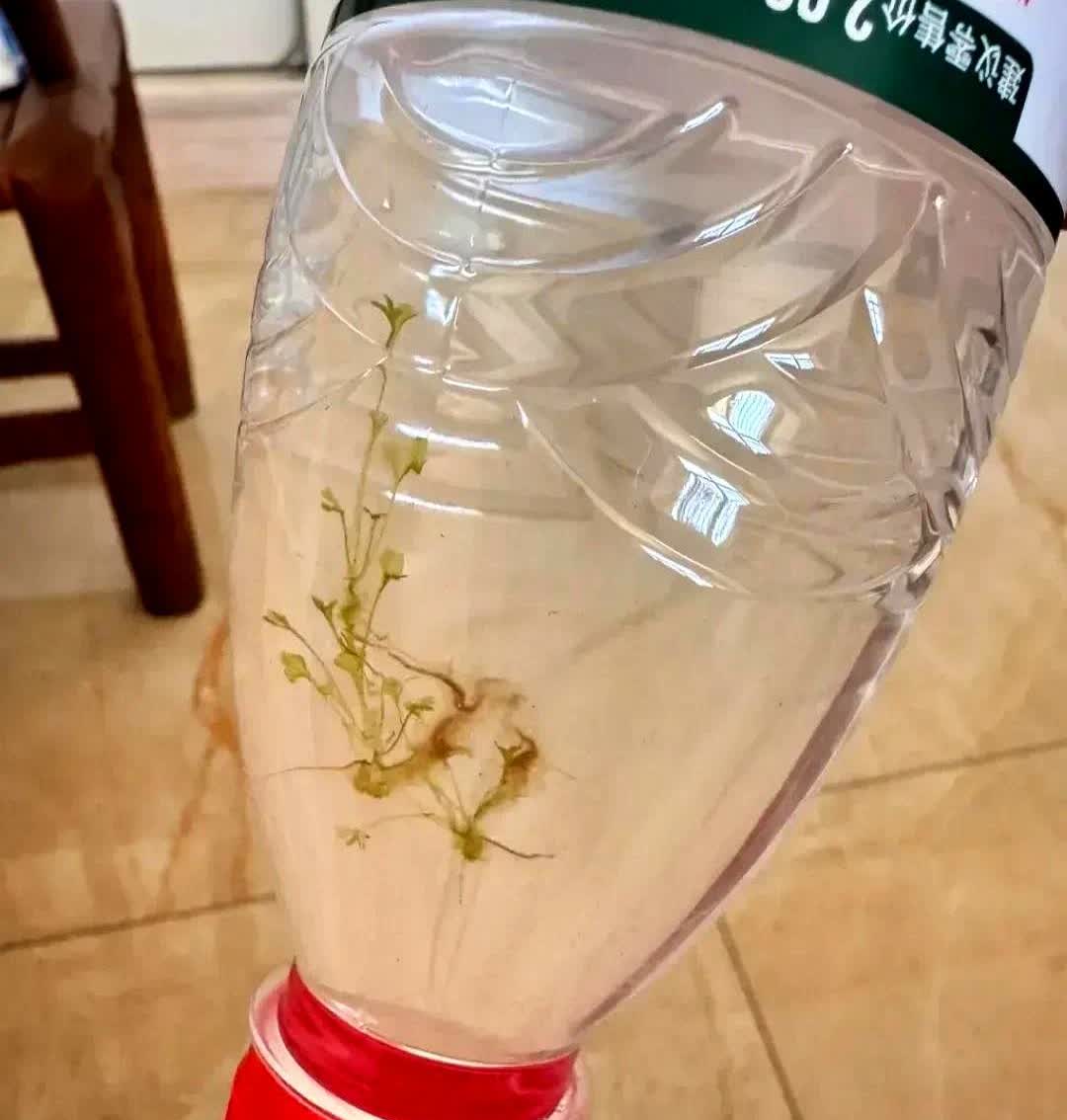 湖南，一名女子买了一瓶矿泉水，喝了一半之后，就随手扔在了客厅里。两个月之