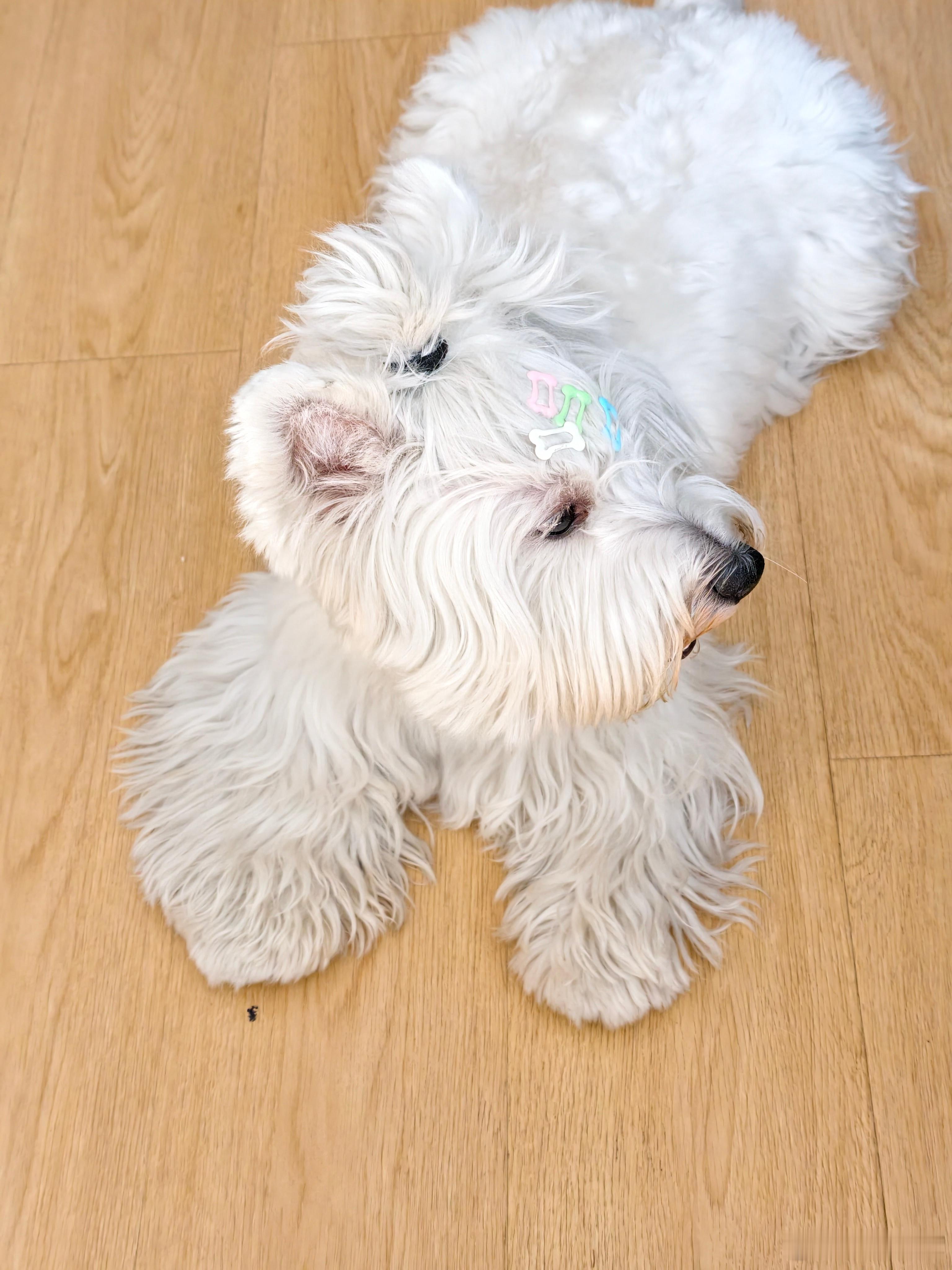 给有财扎小辫，带发卡了，有没有很可爱？昨天带它出门遛，看到它的姨姨还以为它是小女