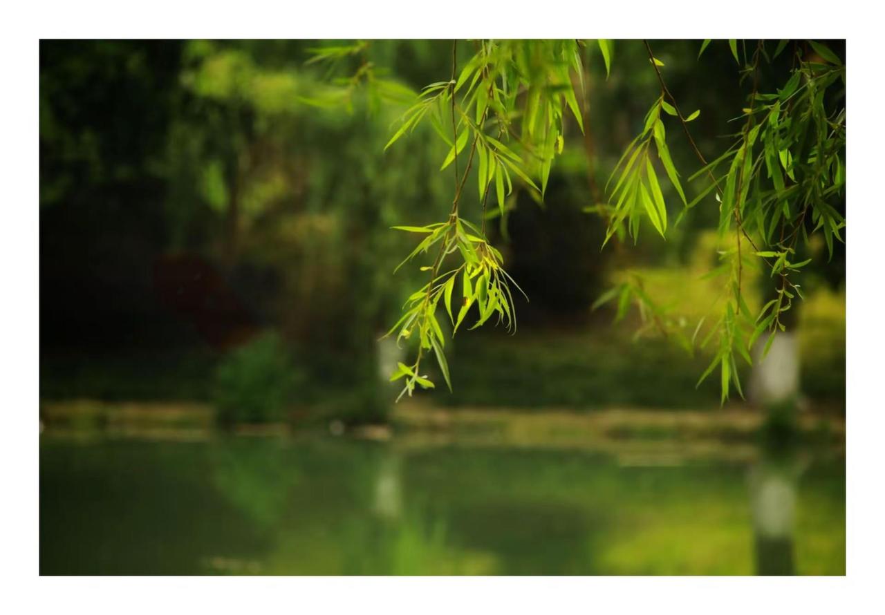 碧玉妆成一树高，万条垂下绿丝绦。摄影中的诗情画意唯美意境随手拍出诗情画意夏日