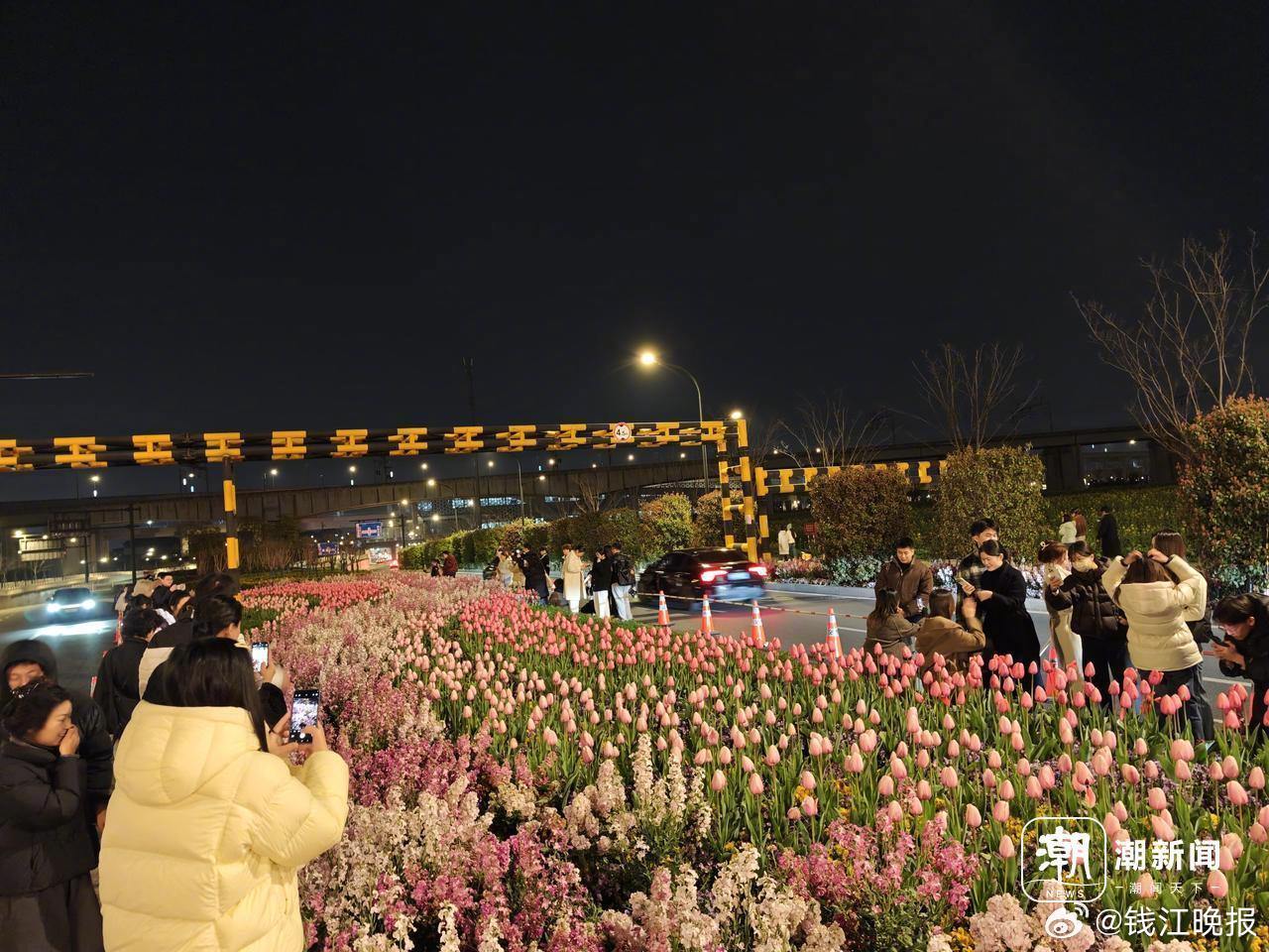 杭州绿化带郁金香爆红夜晚！市民争相打卡，交警现场提醒安全赏花