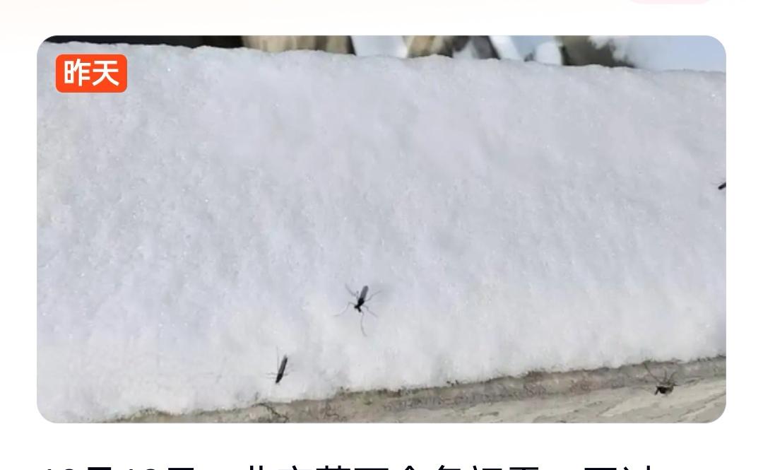 【北京初雪惊现“雪地活蚊”！寒冬蚊子不冬眠，专家详解背后原因】12月13日，