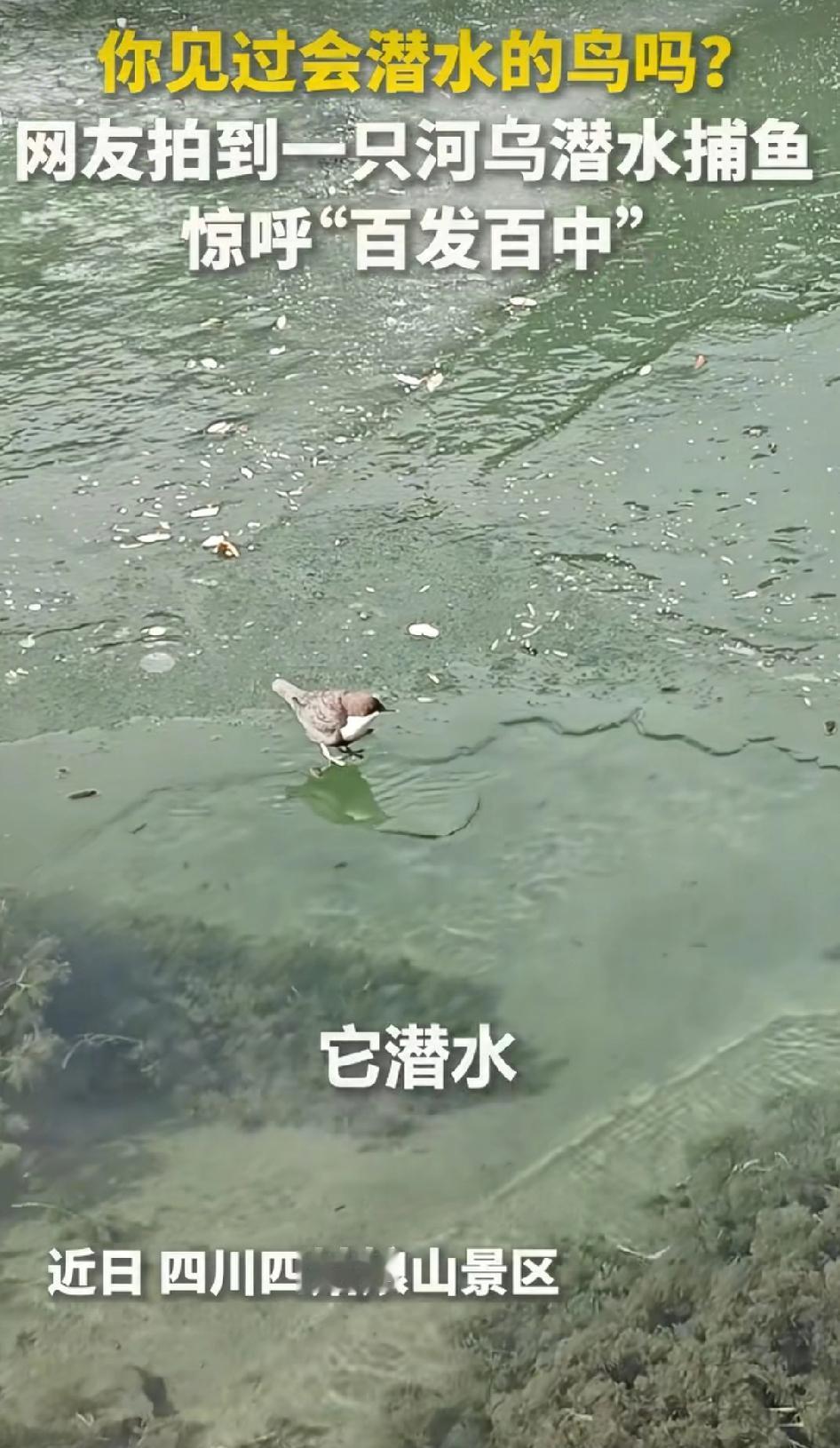 四川四姑娘景区，有网友拍到一只会游泳的鸟。一只河乌潜水捕鱼，这一幕恰巧被游客