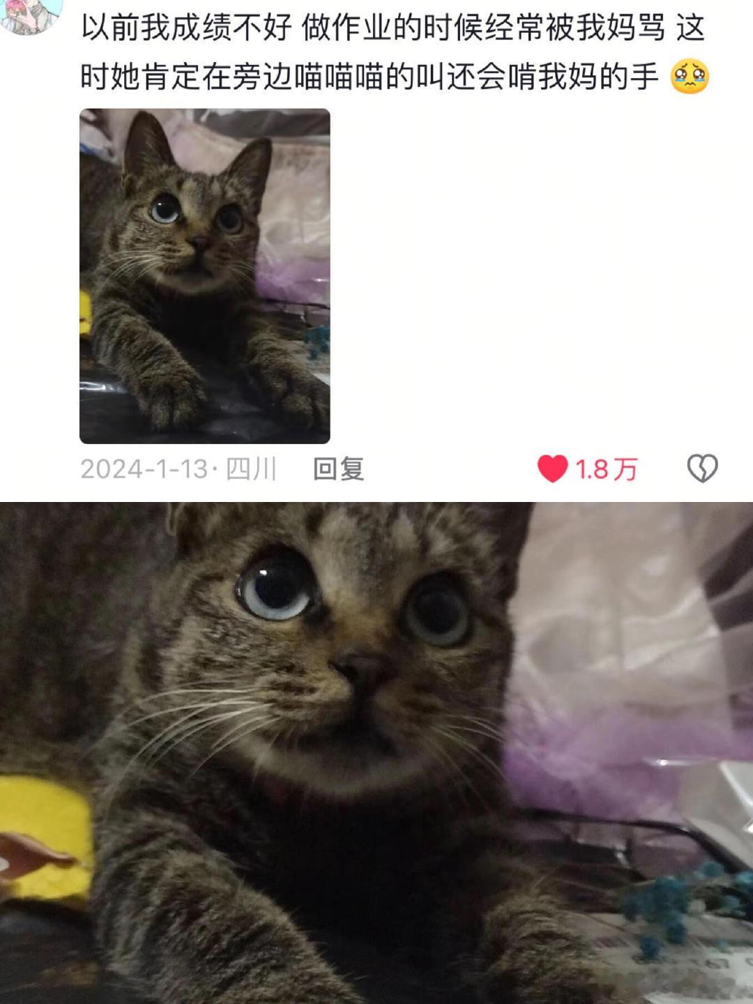 小猫其实比想象中更爱你