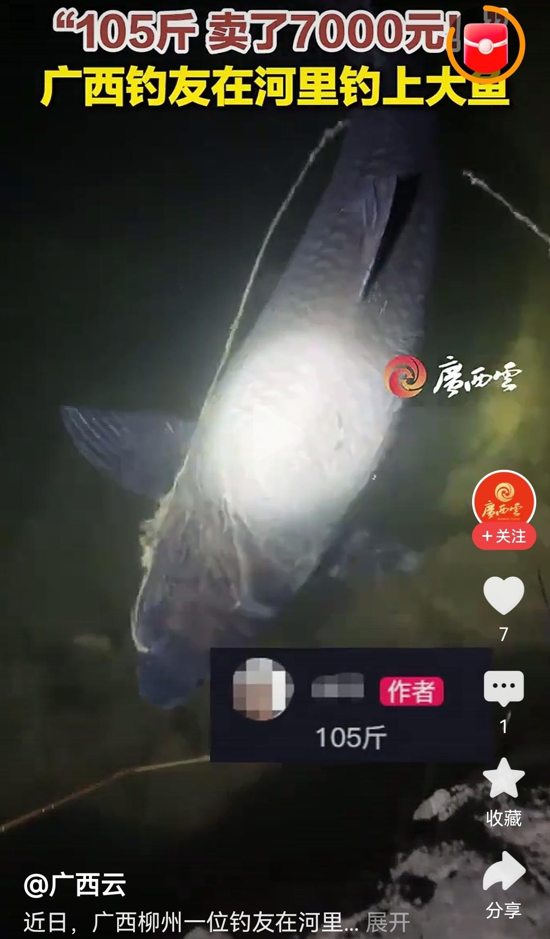 柳州钓友这回真是钓到“水猪”了！百斤巨鳡出水，7000元当场被买走，这运气绝了！