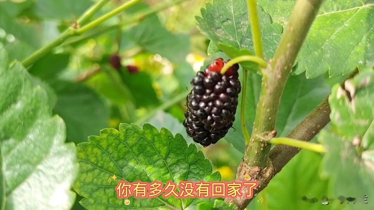 我出生于川东，小时候家家都养蚕的，蚕可以养三季，春蚕，夏蚕，秋蚕。蚕种是