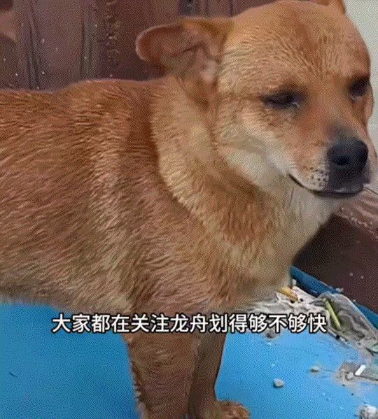 福建，一龙舟赛现场，岸边的人都在认真观看龙舟比赛，看哪一队划得更快，但一只狗子却