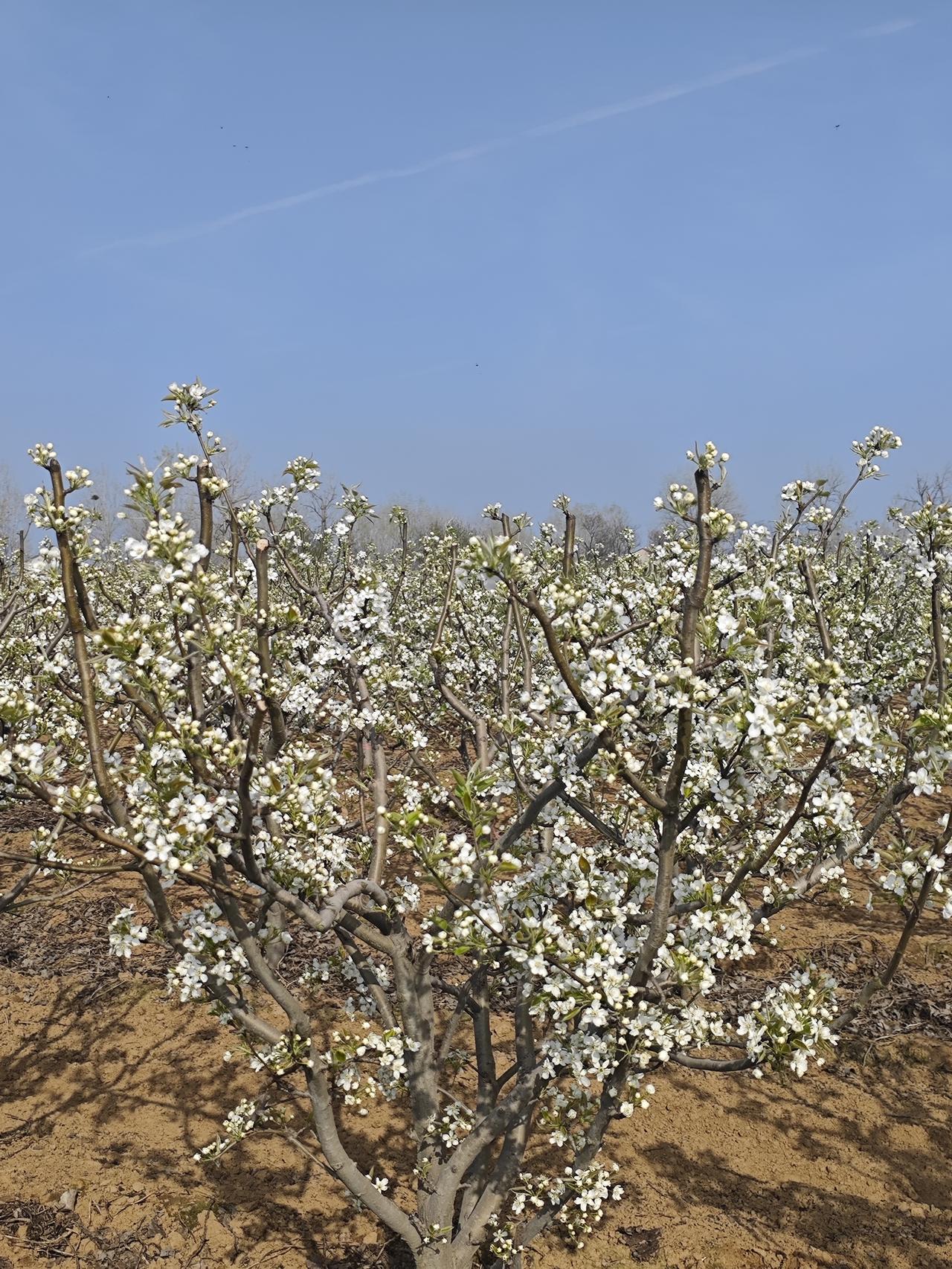 中小学教师评上副高后，有多少人还在努力评正高？根据现有资料，中小学教师评上副