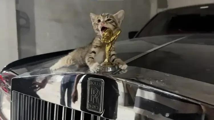 一只小流浪狸花猫把一台劳斯莱斯的车标当成了磨牙棒，每天抱着车标啃，弄的车标上都是