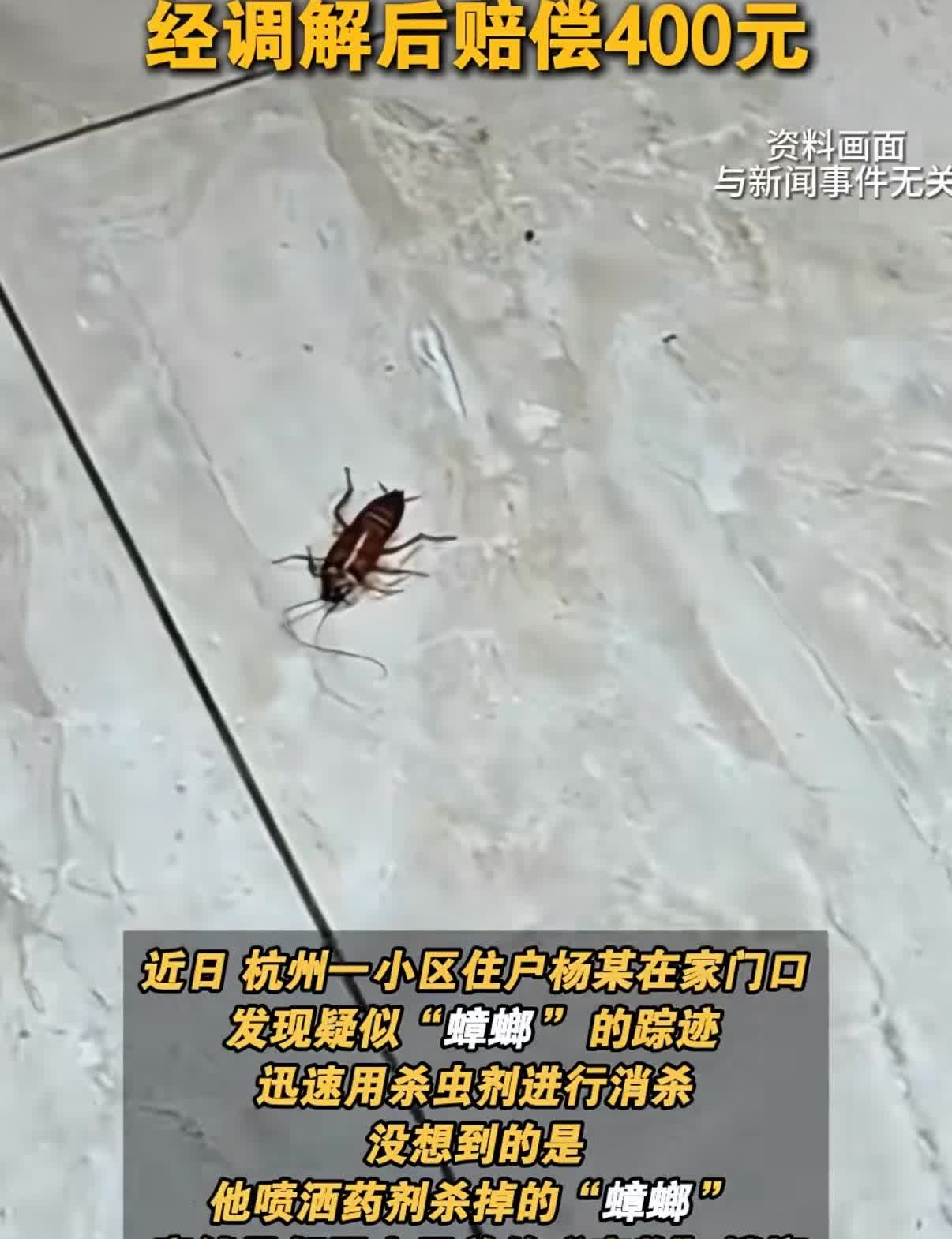 男子弄死一只蟑螂邻居却说这是我养的宠物，赔钱！都市快报报道了一起邻里纠纷