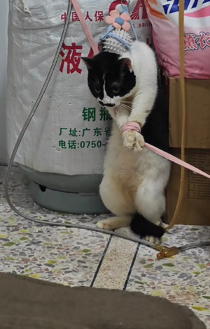 报复计划生成…