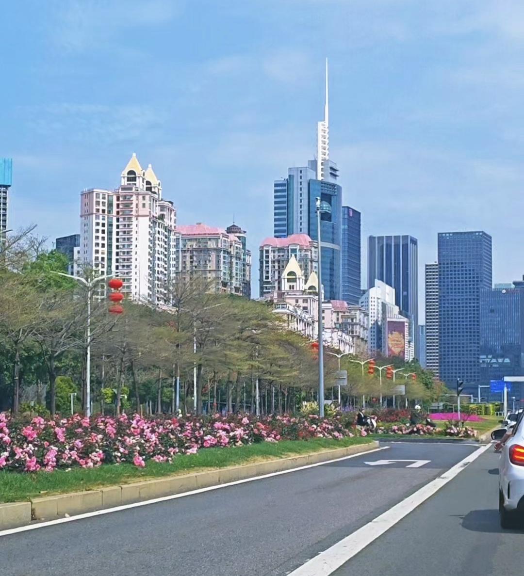 今天继续分享深圳城市道路绿化的巅峰之作，深圳深南大道香蜜湖到CBD路段。现在深圳