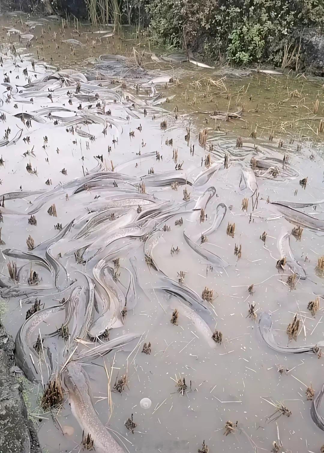 去乡下山里采蕨菜，看到一片田里全是鱼。问了一公里外的当地农民，他问了下定位，却告