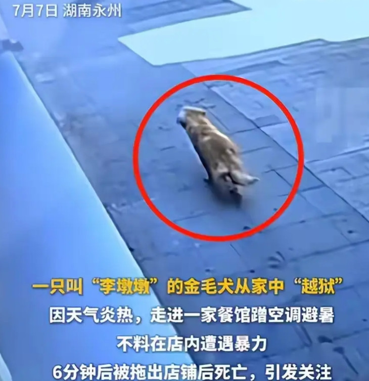 一条狗被打死了，开始看这个消息，还觉得狗主人在理，但后来越来越不对劲。一是用人的