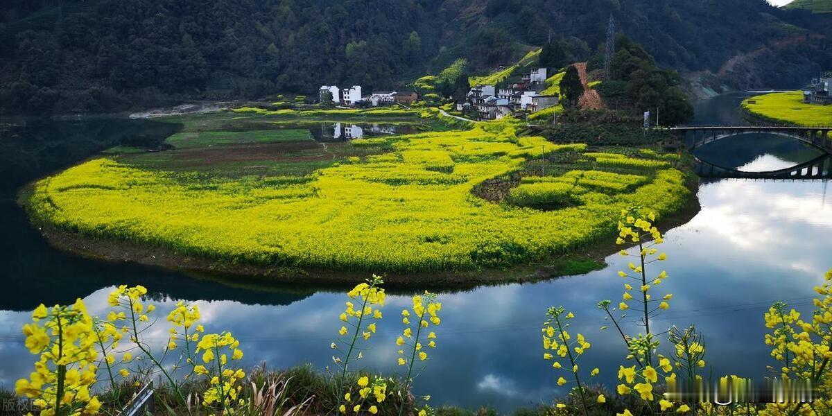 黄山春韵黄山脚下绽金黄，翠影花田映晓光。粉壁青檐添画韵，春风拂处漫清香