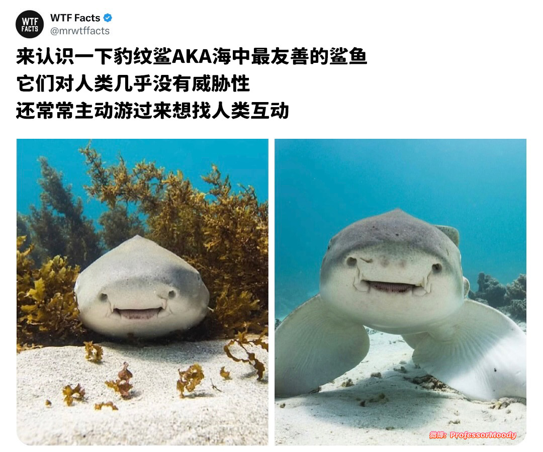 可爱鲨鲨捏meme​​​