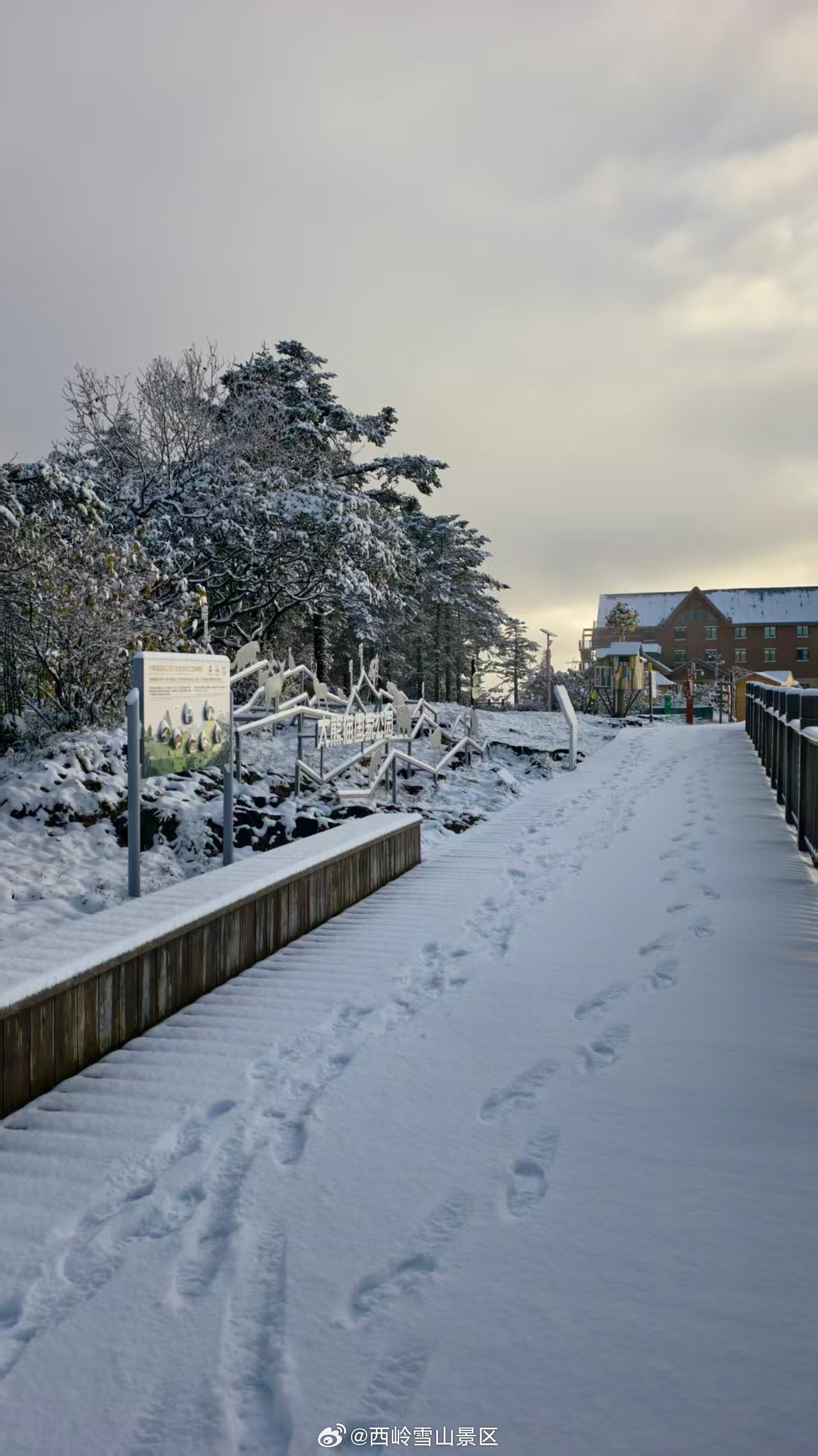 热搜同款雪景来啦！❄️#西岭雪山下雪#实况如图，雪况好到爆表！🏔️今日份的西