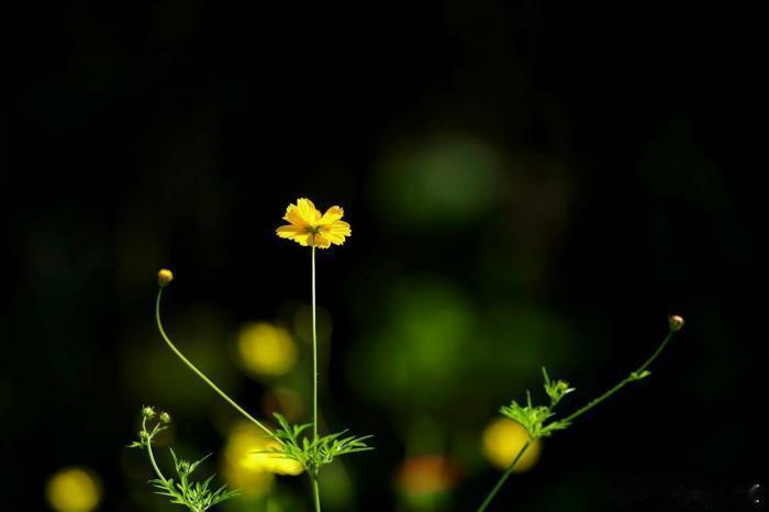 遍野花开，邂逅人间秋序～​​​