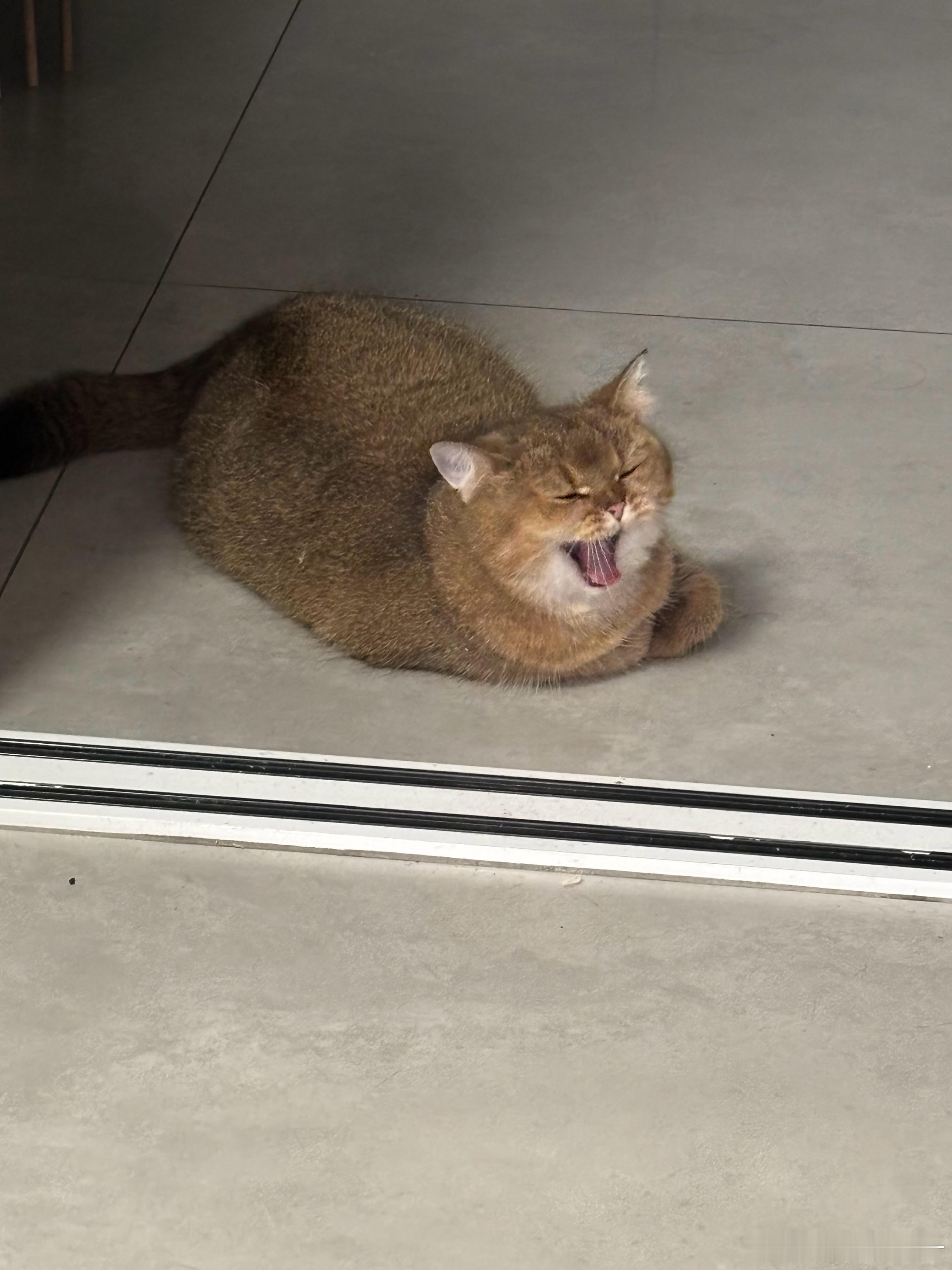 起床失败太困了💤猫咪​​​