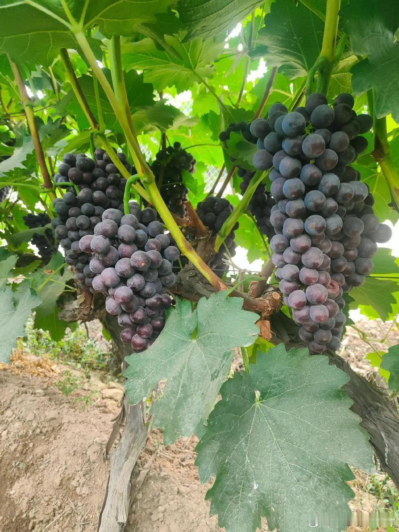 [比心][比心][比心]黑丰葡萄种植方法🍇🍇🍇黑皇葡萄的种植方法主要包括以下几个