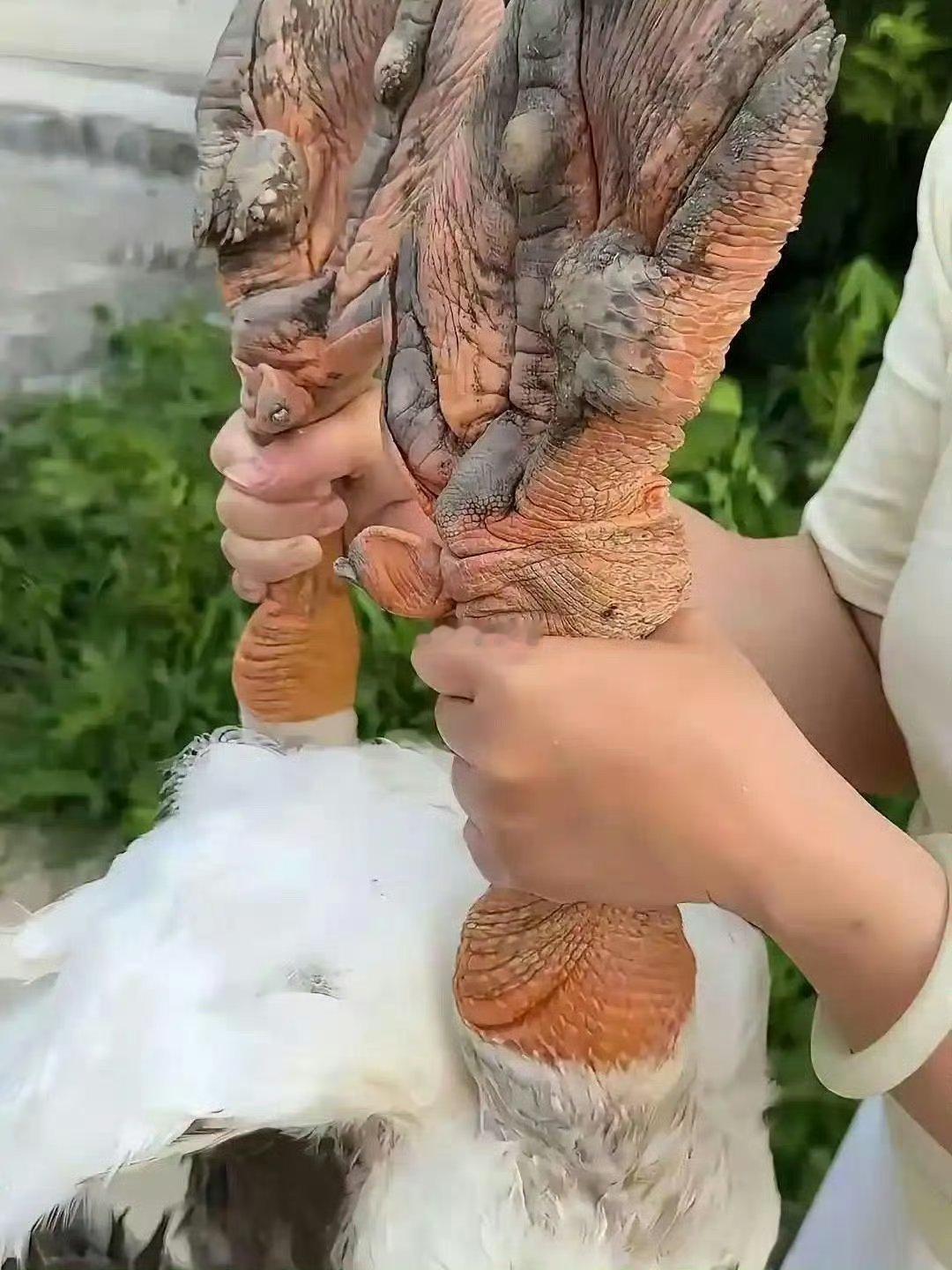这得是养了多久啊