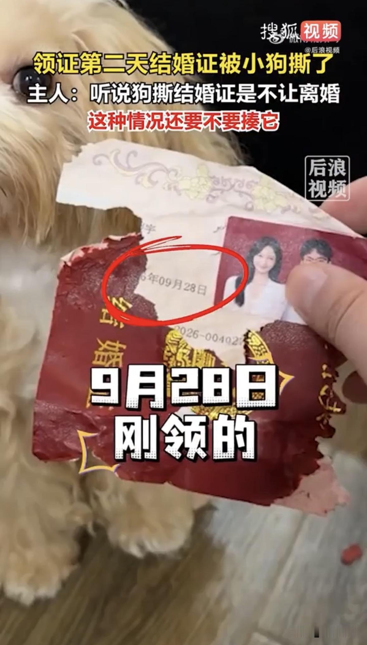 “来自单身狗的嫉妒！”9月29日，浙江，一男子刚领完结婚证，第二天家里的狗子就把