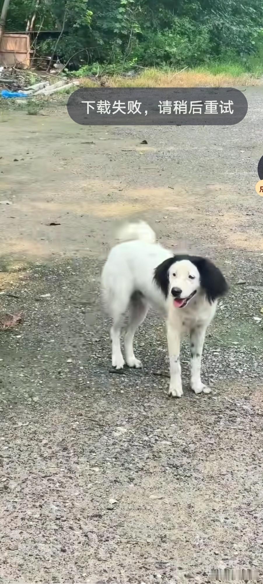 发出一张你家狗子的丑照