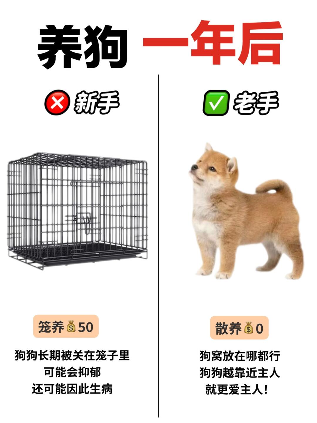 新手养狗人必看！原来养狗还能这么省钱