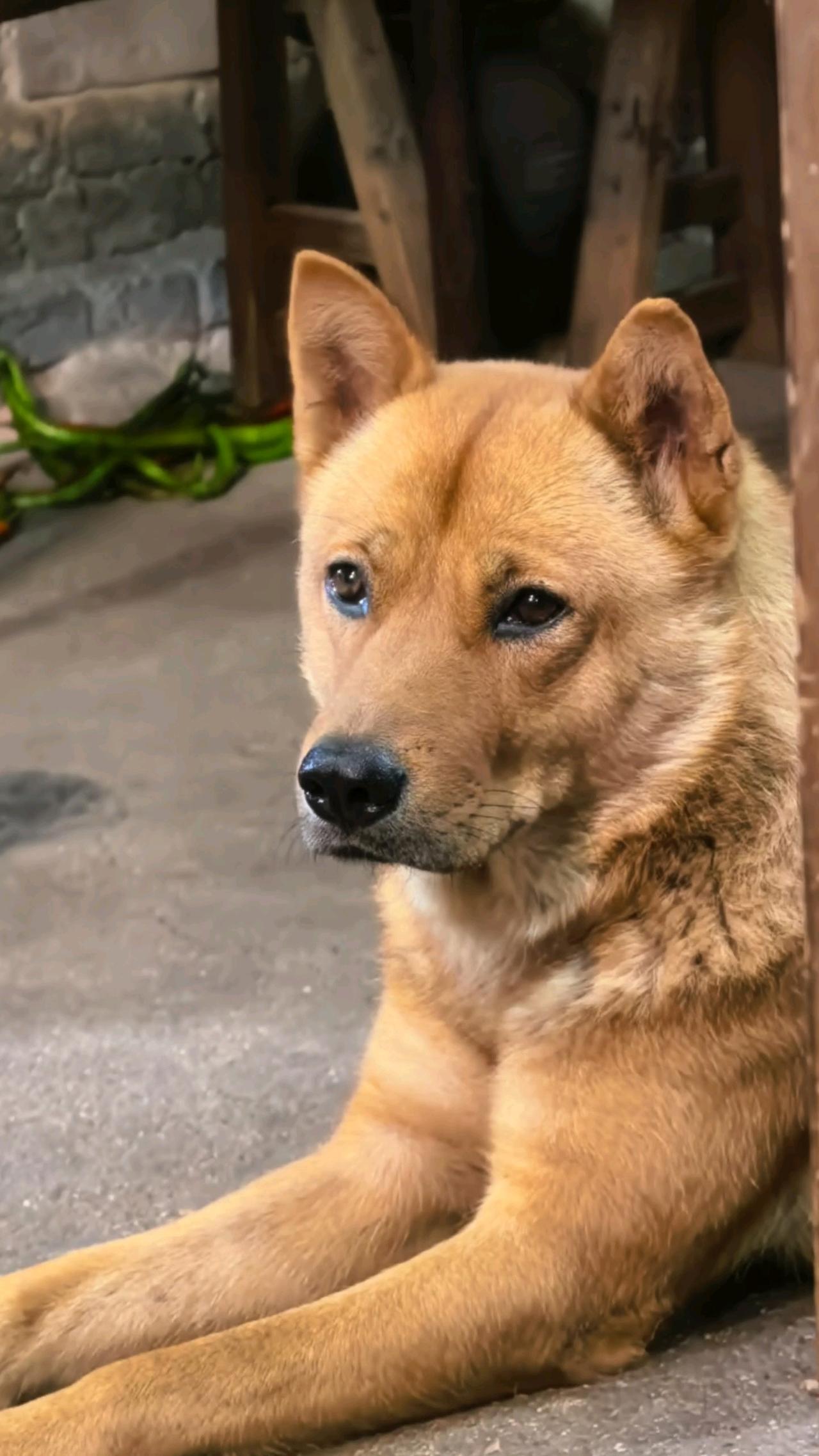 万物有灵，湖南，一只小狗每天坐渡船送小主人上学，全程20里路，送到后，它自己又从