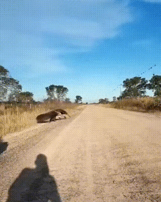 远远看过去，就像一这强大的野兽一样。