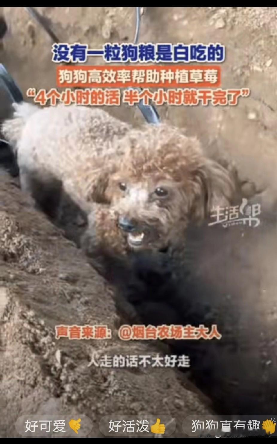 “没有一粒狗粮是白吃的！”山东，男子准备种草莓，为了提高效率，灵机一动，竟然将家