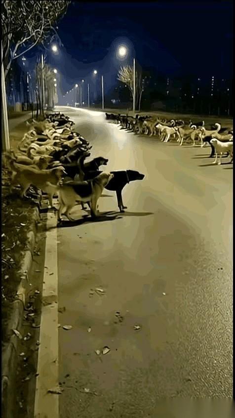 两伙人，隔着一条马路对骂，一个个气得脸红脖子粗，祖宗十八代都问候了一遍。谁也不