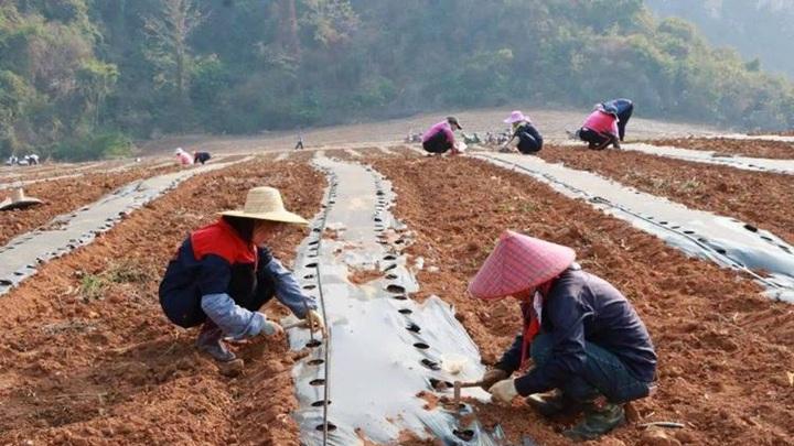 种植南瓜、丝瓜、冬瓜, 掌握播种时机, 提升农作物产量与品质