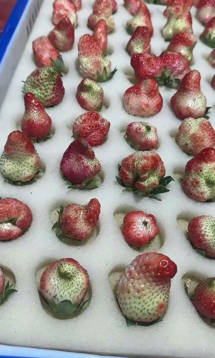 第一次看到一箱草莓毫无食欲好家伙，比车厘子还贵的草莓也是不想吃了，你看这长相也太