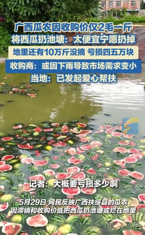 “这也太可惜了！”5月29日，广西，一瓜农因收购价仅2毛一斤，太便宜，宁愿把西瓜