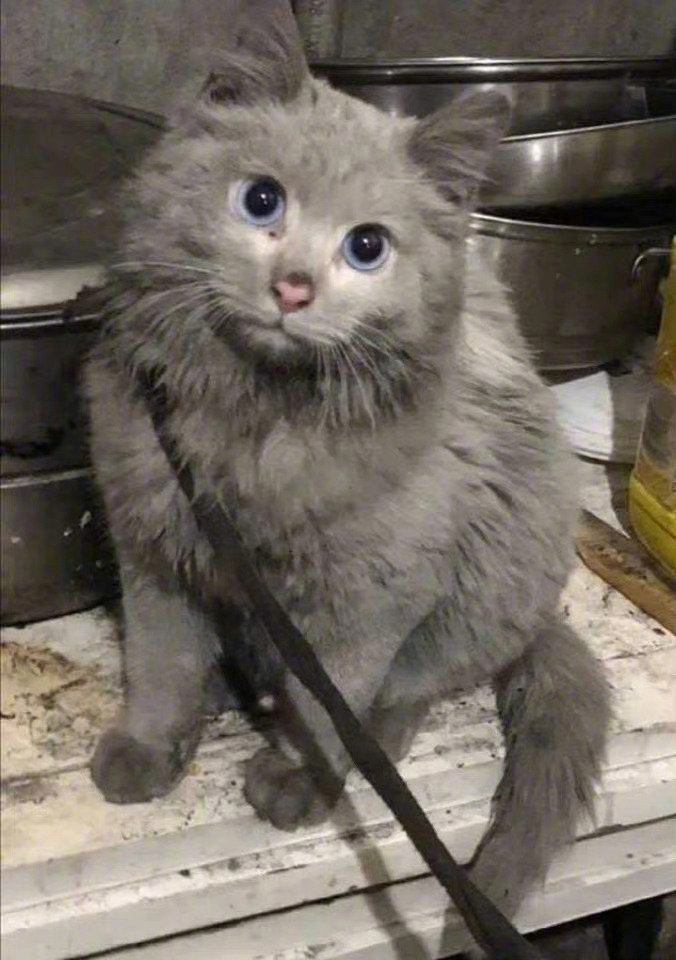 出去野了几天……