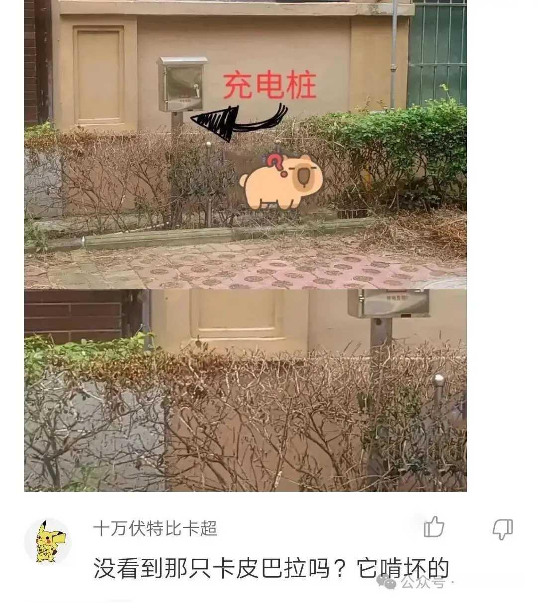 充电桩旁边的植物为什么会枯萎？