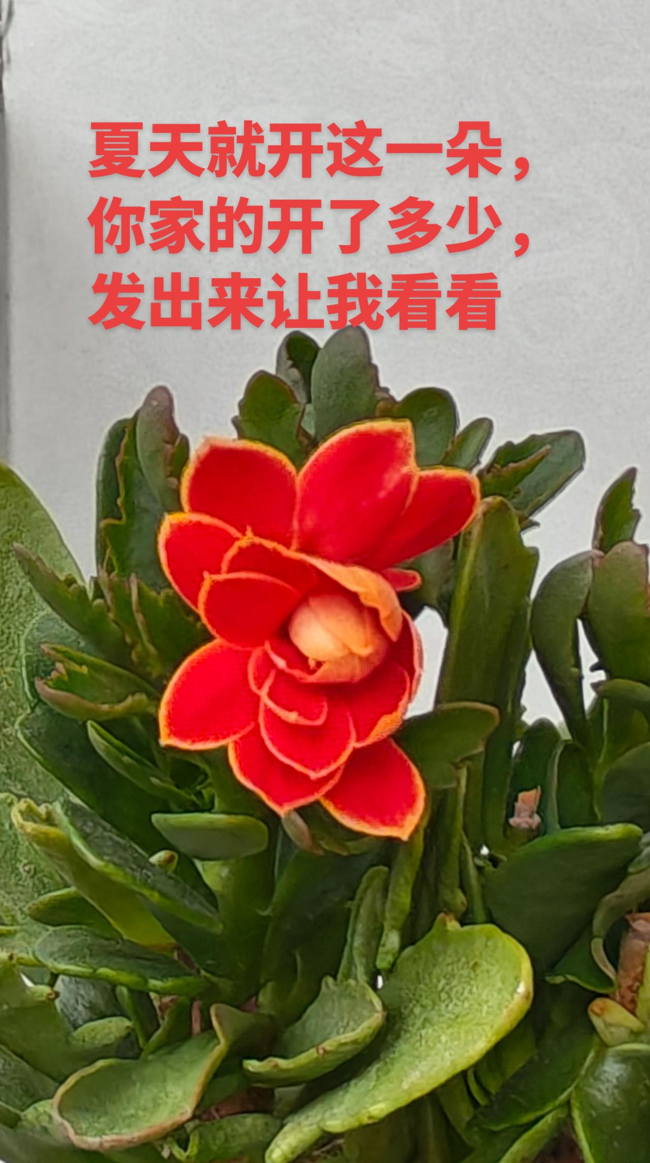 看看你家的长寿花开了多少，发出来让我羡慕羡慕
